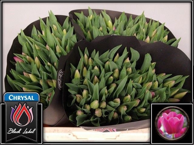 <h4>Tulipa si barcelona</h4>