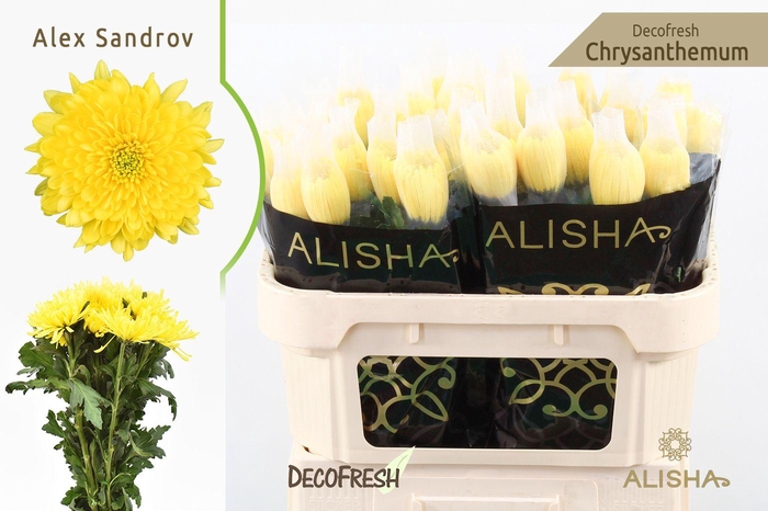 <h4>Chr G Alexandrov</h4>