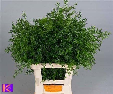 <h4>Asp Dens Cwebe 65 Cm</h4>