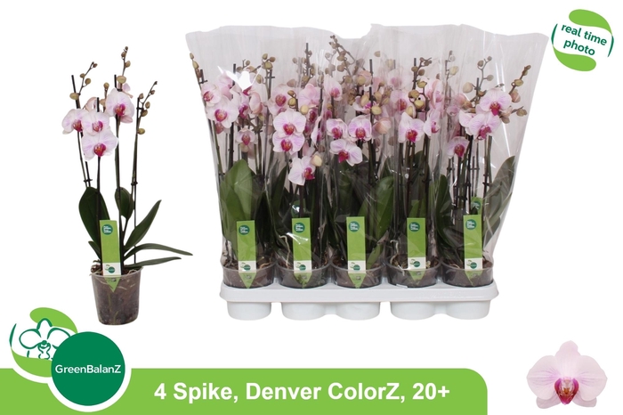 <h4>PHAL AN DENVER</h4>