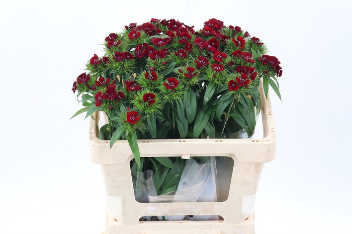 <h4>Di Barb S Will Red</h4>