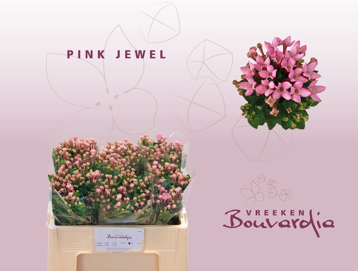 <h4>BOU EN PINK JEWEL</h4>