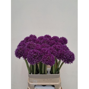 Allium Grootbloemig Xxl