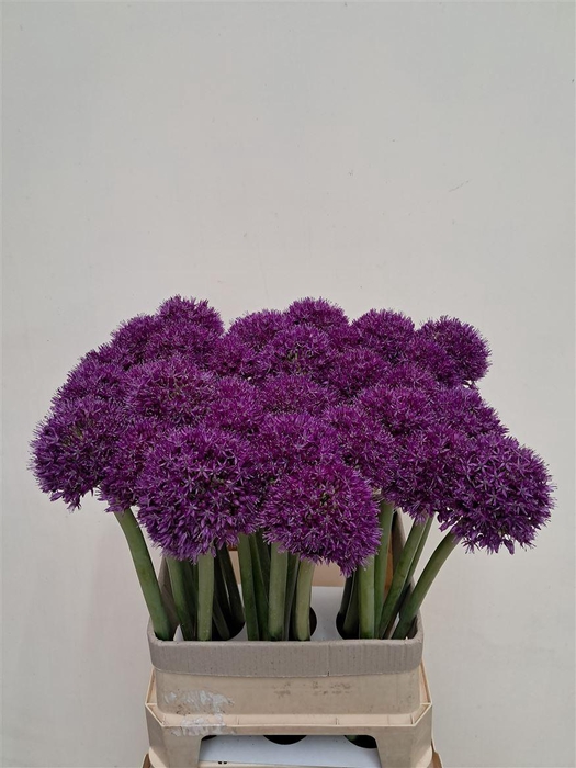 <h4>Allium Grootbloemig Xxl</h4>