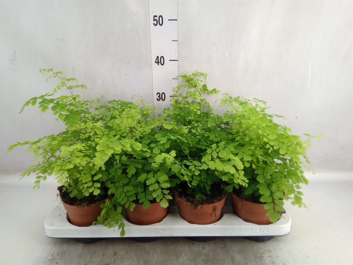 <h4>Adiantum raddi. 'Fragrans'</h4>