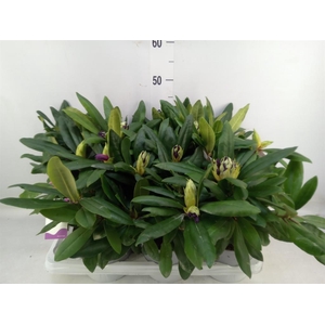 Rhododendron   ...