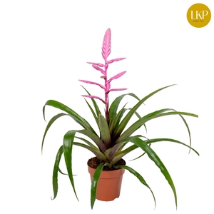 Tillandsia Andreas Roze (Met Hoes)