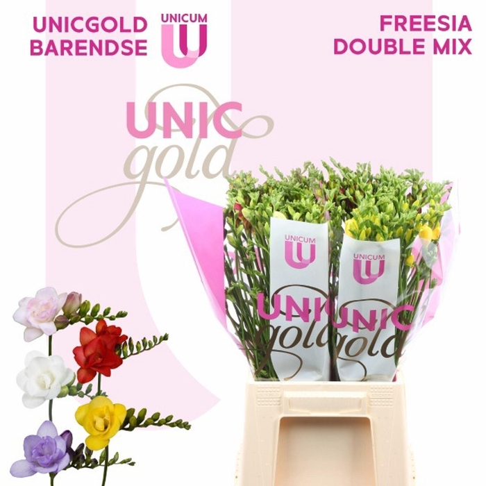 <h4>Freesia du mix</h4>