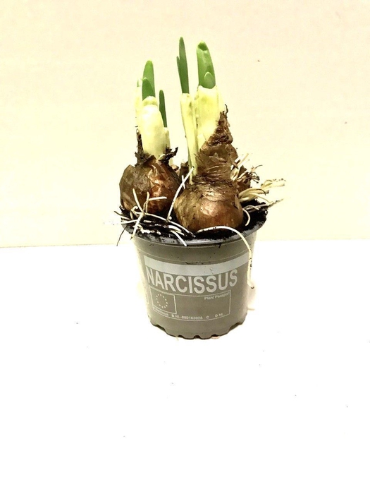 <h4>Narcis Bridal Crown</h4>