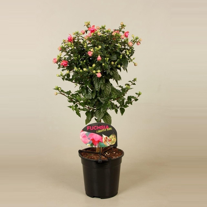 <h4>Fuchsia   ...</h4>