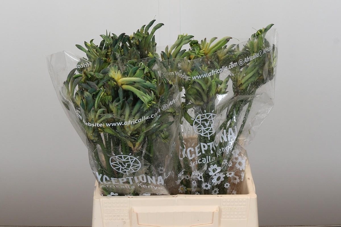 <h4>Anigozanthos Celebrations Firework</h4>