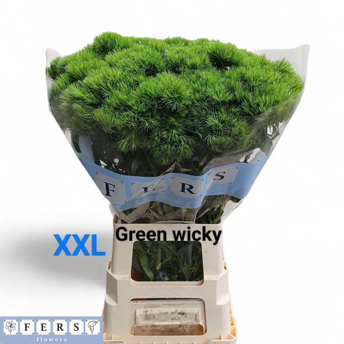 <h4>DI BARB GREEN WICKY</h4>