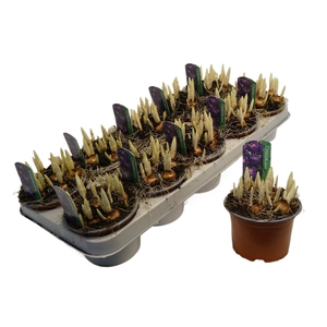 Crocus Flower Record