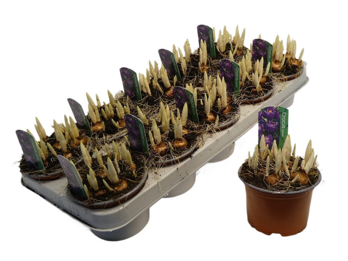 <h4>Crocus Flower Record</h4>