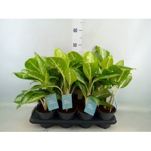 Aglaonema   ...mix