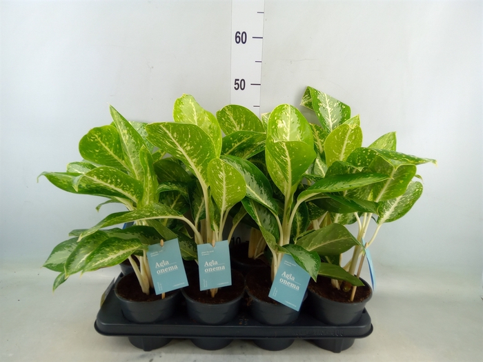 <h4>Aglaonema   ...mix</h4>