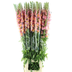 Antir Op Brons Extra X L