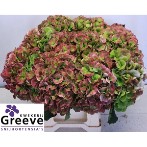 HYDR M CH VERENA CL