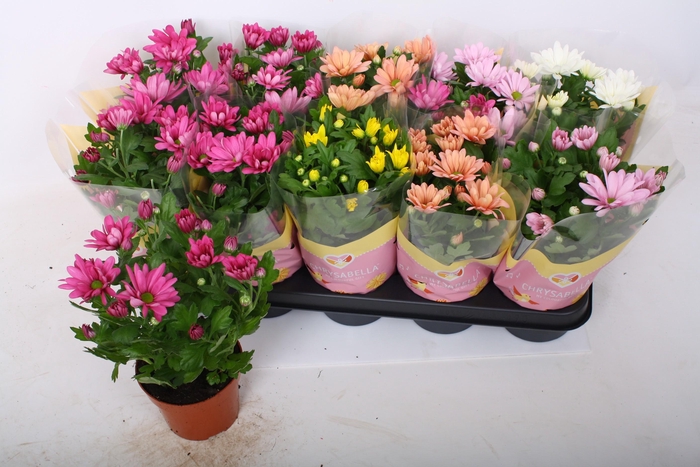 <h4>CHRYS GEM 5 KL</h4>