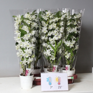 DENDR N SC APOLLON
