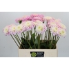 Dahlia Sweet Love