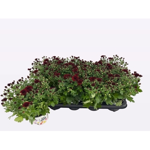 Chrysanthemum  'BloBeauty Red'