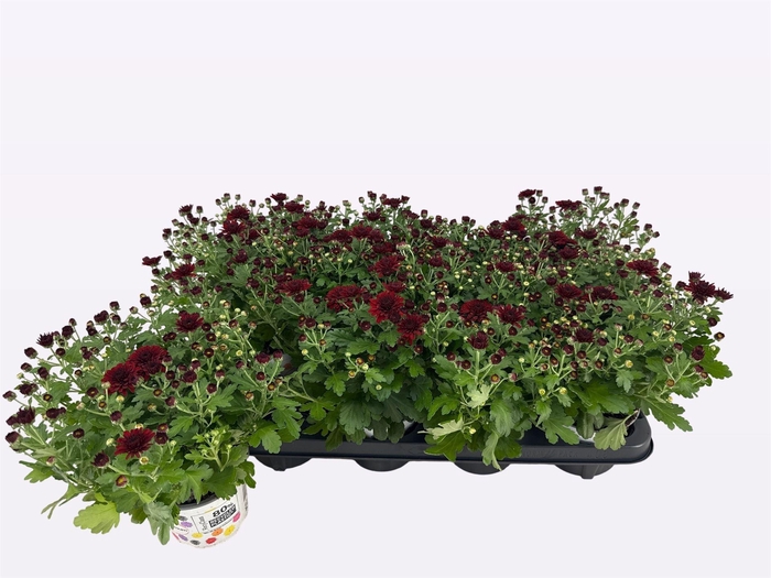 Chrysanthemum  'BloBeauty Red'