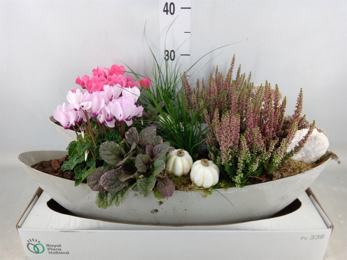 <h4>Arr.   Tuinplanten L%</h4>
