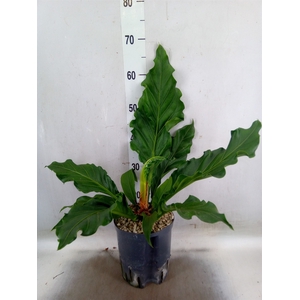 Anthurium crass. 'Karma Birdnest'
