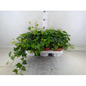 Hedera helix 'Brigitte'