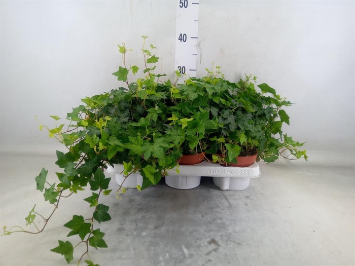 <h4>Hedera helix 'Brigitte'</h4>