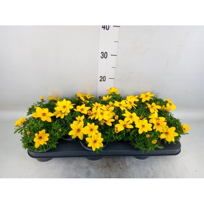 <h4>Bidens  'Eldoro Grande'</h4>