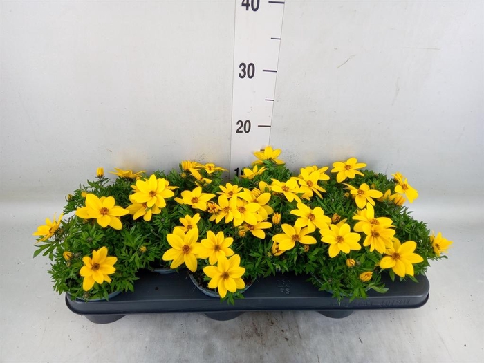 <h4>Bidens  'Eldoro Grande'</h4>