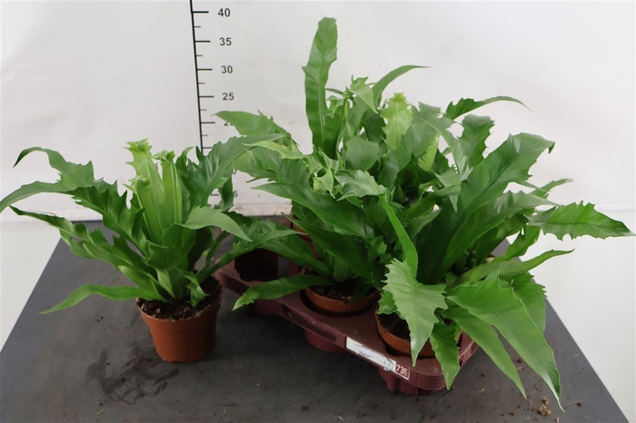 <h4>Asplenium 12 Cm. P. Gioia</h4>