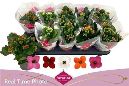 <h4>Kal En Gem 5 Kl</h4>