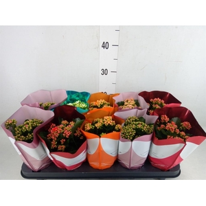 Kalanchoe blos. 'Perfecta'  ..mix 5