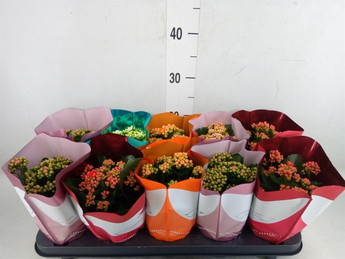 <h4>Kalanchoe blos. 'Perfecta' ..mix 5</h4>