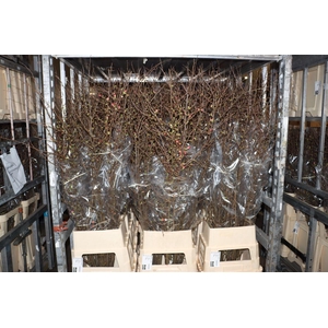 Chaenomeles X Superba