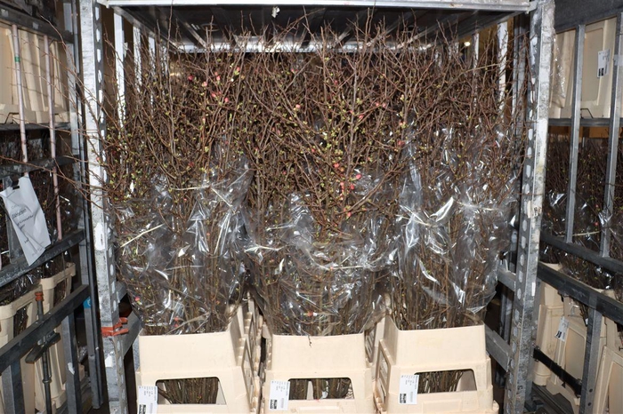 <h4>Chaenomeles Superba</h4>