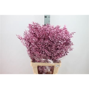 Ruscus Bleached Klb Metal Pink