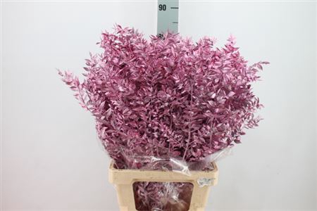 <h4>Ruscus Bleached Klb Metal Pink</h4>