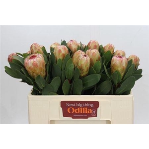 Protea Grandicolor