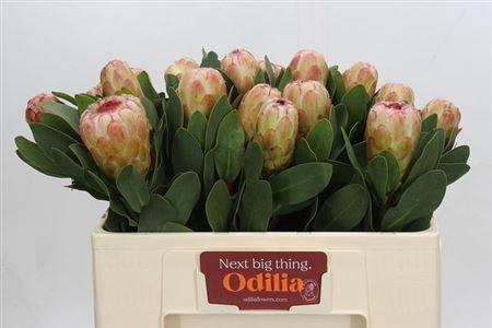 <h4>Protea Grandicolor</h4>