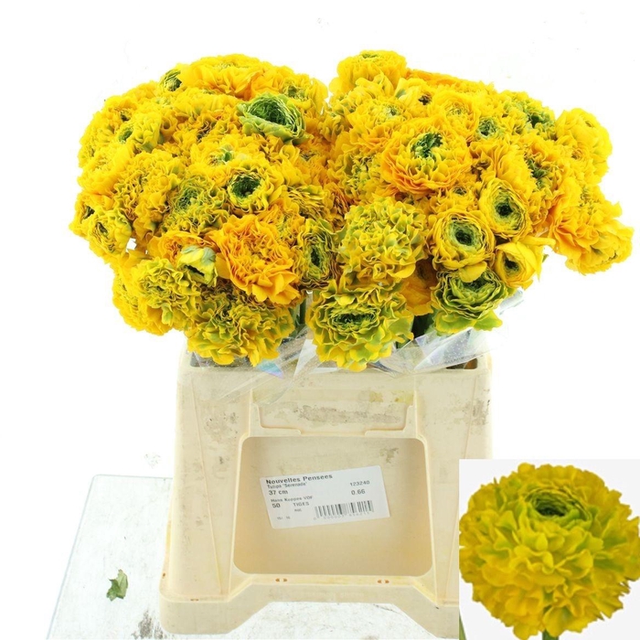 <h4>RAN PON PON STELLA</h4>