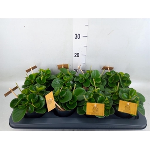 Peperomia obt. 'Obtipan'