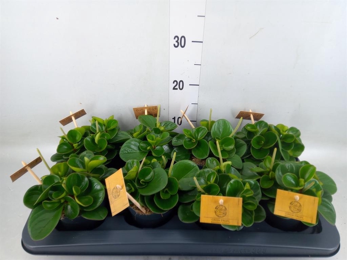 <h4>Peperomia obt. 'Obtipan'</h4>