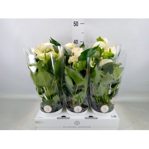 Anthurium andr. 'White Champion'