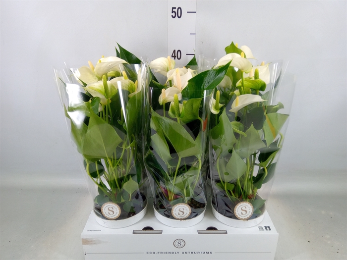 <h4>Anthurium andr. 'White Champion'</h4>