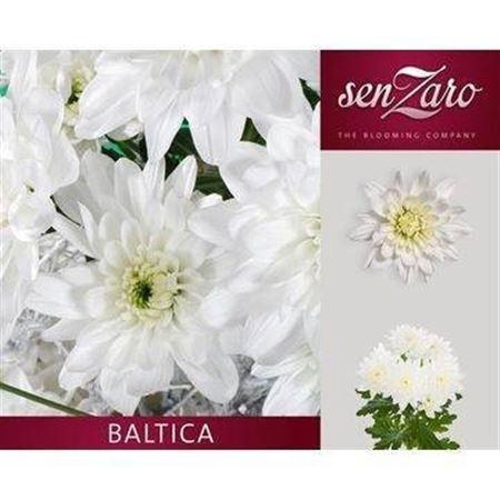 <h4>Chr T Baltica</h4>