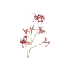 Spider Orchid Pink